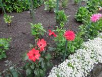 433 Butchart Gardens &ndash; &copy; Stefanie Schneider (Eberhardt TRAVEL)