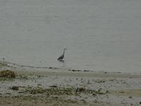 Reiher &ndash; &copy; Elisabeth Fox-Maerki (Eberhardt TRAVEL)