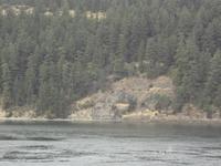 Orca - Killerwale von der Faehre aus &ndash; &copy; Elisabeth Fox-Maerki (Eberhardt TRAVEL)