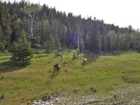 2 Wapitihirsche &ndash; &copy; Elisabeth Fox-Maerki (Eberhardt TRAVEL)