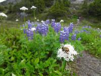 Bienchen summ herum &ndash; &copy; Elisabeth Fox-Maerki (Eberhardt TRAVEL)