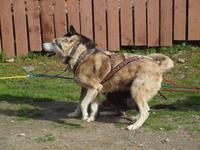 Tagestour in den Denali-Nationalpark - Kantishna Roadhouse Schlittenhunde &ndash; &copy; Juliane Voigt (Eberhardt TRAVEL)