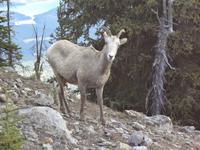 Krummhornschaf &ndash; &copy; Elisabeth Fox-Maerki (Eberhardt TRAVEL)
