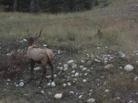 Wapiti Junghirsch &ndash; &copy; Elisabeth Fox-Maerki (Eberhardt TRAVEL)