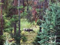 das Moose &ndash; &copy; Elisabeth Fox-Maerki (Eberhardt TRAVEL)