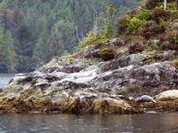 Robben &ndash; &copy; Elisabeth Fox-Maerki (Eberhardt TRAVEL)