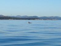 hier einer der 6 Orcas &ndash; &copy; Elisabeth Fox-Maerki (Eberhardt TRAVEL)