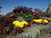 Blumenpracht &ndash; &copy; Elisabeth Fox-Maerki (Eberhardt TRAVEL)