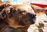 Grizzley-einmal ganz nah! :O) &ndash; &copy; Susanne Schirmann (Eberhardt TRAVEL)