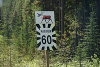 Achtung-Cariboos... &ndash; &copy; Susanne Schirmann (Eberhardt TRAVEL)