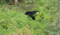 Wieder ein Schwarzbär... &ndash; &copy; Susanne Schirmann (Eberhardt TRAVEL)