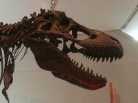 Allosaurus im ROM Toronto &ndash; &copy; Hubert Lücker (Eberhardt TRAVEL)
