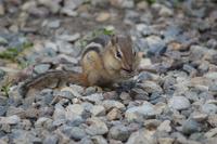 Chipmunk Riding Mountain NP &ndash; &copy; Hubert Lücker (Eberhardt TRAVEL)
