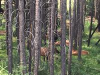 Suchbild : wieviele Wapiti auf dem Bild ?  &ndash; &copy; Elisabeth Fox-Maerki (Eberhardt TRAVEL)