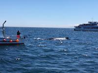 Buckelwal schaut sich Fischerboot an  &ndash; &copy; Elisabeth Fox-Maerki (Eberhardt TRAVEL)
