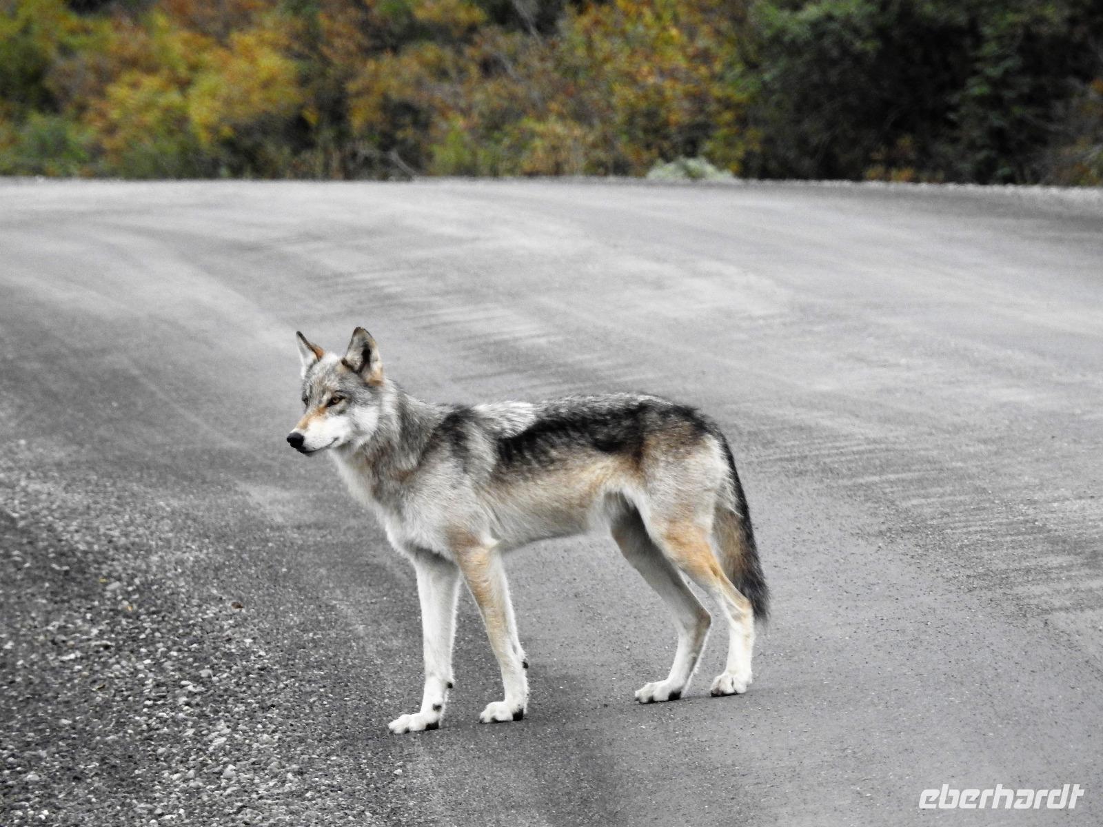 Wolf &ndash; &copy; Sabine Letzybyll (Eberhardt TRAVEL)
