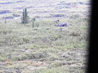 Caribou &ndash; &copy; Sabine Letzybyll (Eberhardt TRAVEL)