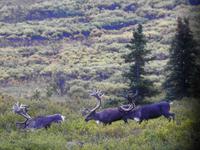 Caribou &ndash; &copy; Sabine Letzybyll (Eberhardt TRAVEL)