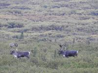 Caribou &ndash; &copy; Sabine Letzybyll (Eberhardt TRAVEL)