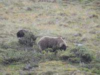 Bären &ndash; &copy; Sabine Letzybyll (Eberhardt TRAVEL)