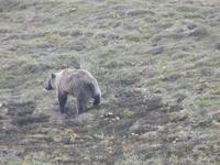 Bären &ndash; &copy; Sabine Letzybyll (Eberhardt TRAVEL)
