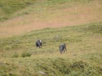 Caribou &ndash; &copy; Sabine Letzybyll (Eberhardt TRAVEL)
