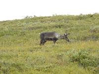 Caribou &ndash; &copy; Sabine Letzybyll (Eberhardt TRAVEL)