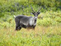 Caribou &ndash; &copy; Sabine Letzybyll (Eberhardt TRAVEL)