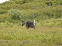 Caribou &ndash; &copy; Sabine Letzybyll (Eberhardt TRAVEL)
