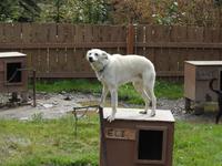 Schlittenhund &ndash; &copy; Sabine Letzybyll (Eberhardt TRAVEL)