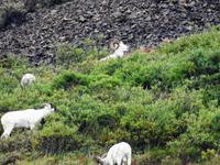 Dallschafe &ndash; &copy; Sabine Letzybyll (Eberhardt TRAVEL)