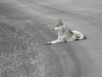 Wolf &ndash; &copy; Sabine Letzybyll (Eberhardt TRAVEL)