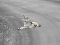 Wolf &ndash; &copy; Sabine Letzybyll (Eberhardt TRAVEL)