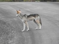 Wolf &ndash; &copy; Sabine Letzybyll (Eberhardt TRAVEL)