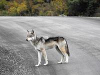 Wolf &ndash; &copy; Sabine Letzybyll (Eberhardt TRAVEL)