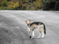 Wolf &ndash; &copy; Sabine Letzybyll (Eberhardt TRAVEL)