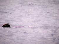 Otter &ndash; &copy; Sabine Letzybyll (Eberhardt TRAVEL)