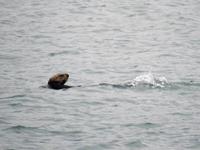 Otter &ndash; &copy; Sabine Letzybyll (Eberhardt TRAVEL)