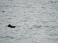 Otter &ndash; &copy; Sabine Letzybyll (Eberhardt TRAVEL)