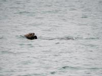 Otter &ndash; &copy; Sabine Letzybyll (Eberhardt TRAVEL)