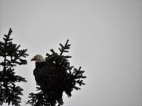Weißkopfseeadler &ndash; &copy; Sabine Letzybyll (Eberhardt TRAVEL)