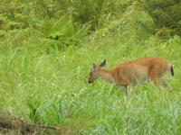 Rehe &ndash; &copy; Sabine Letzybyll (Eberhardt TRAVEL)