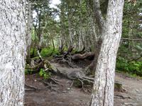 Mount Roberts &ndash; &copy; Sabine Letzybyll (Eberhardt TRAVEL)