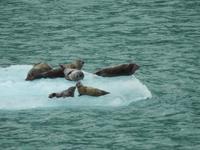 Robben auf Eis &ndash; &copy; Sabine Letzybyll (Eberhardt TRAVEL)
