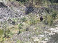 Der erste Baer (von hinten !) &ndash; &copy; Elisabeth Fox-Maerki (Eberhardt TRAVEL)