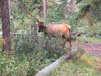 ich bin das Wapiti Schlappohr &ndash; &copy; Elisabeth Fox-Maerki (Eberhardt TRAVEL)