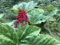 Die Frucht eines Devil Clubs &ndash; &copy; Elisabeth Fox-Maerki (Eberhardt TRAVEL)