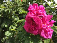 Rosa Canina ! Wer ihren Duft einmal eingeatmet hat vergisst sie nie mehr &ndash; &copy; Elisabeth Fox-Maerki (Eberhardt TRAVEL)