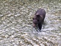 unser Grizzly &ndash; &copy; Elisabeth Fox-Maerki (Eberhardt TRAVEL)