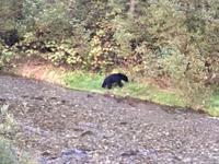 der junge Schwarzbaer  &ndash; &copy; Elisabeth Fox-Maerki (Eberhardt TRAVEL)